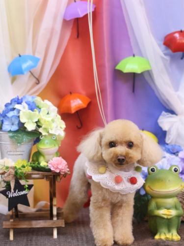 20230629こむぎちゃん